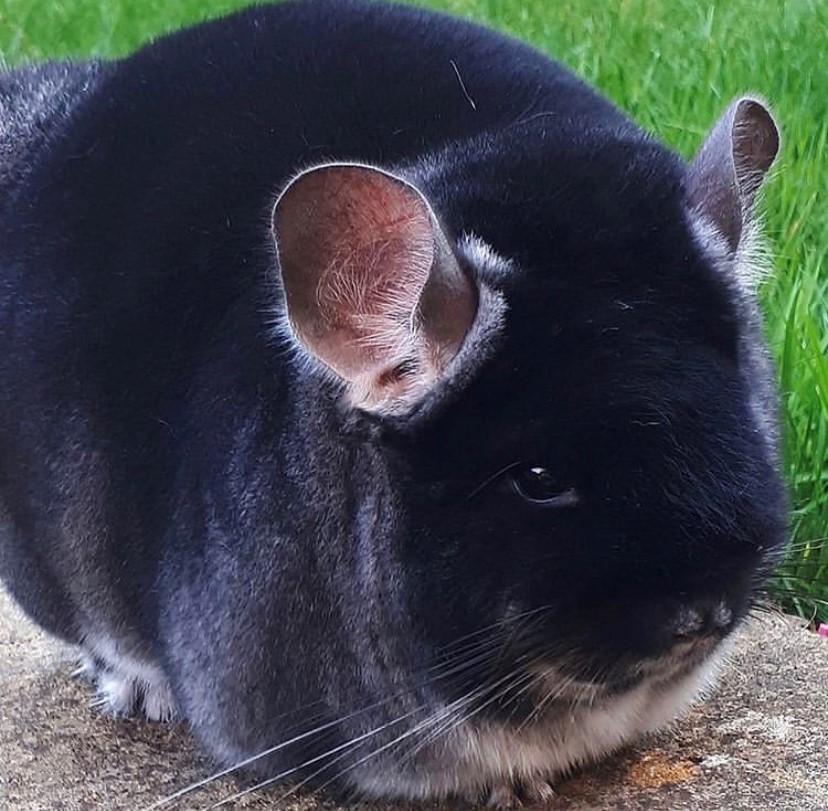 Buying the Right Chinchilla National Chinchilla Society