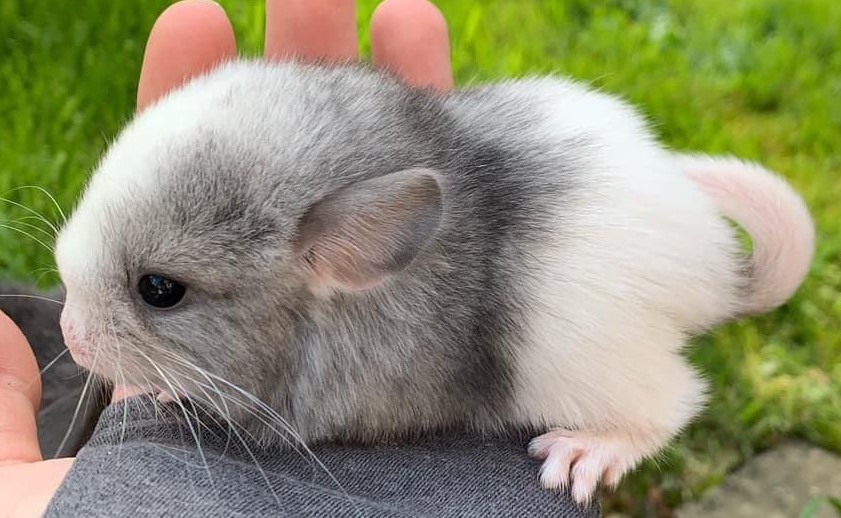 Buying the Right Chinchilla National Chinchilla Society